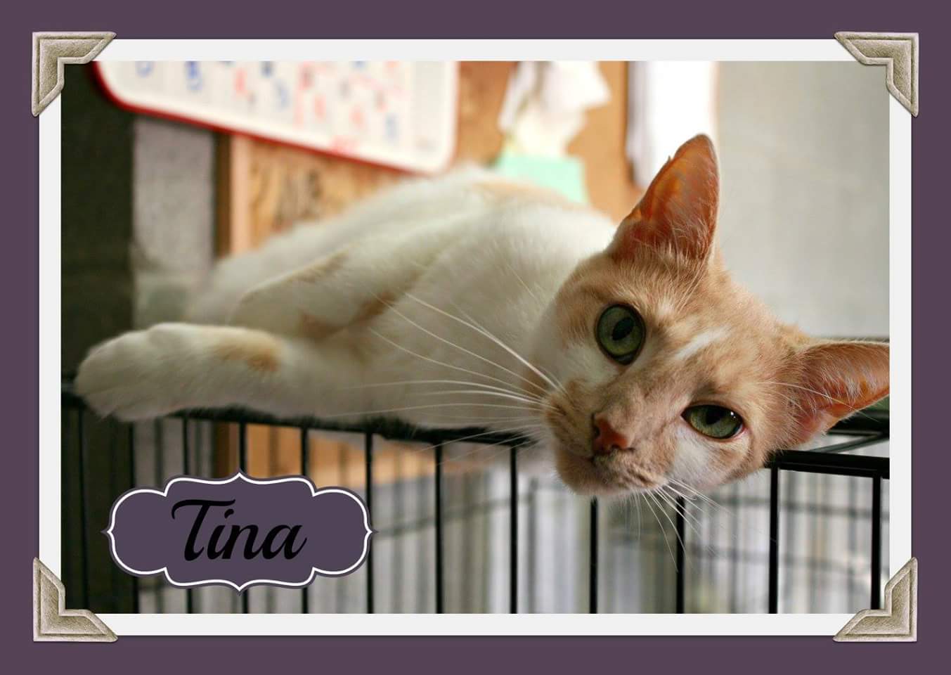 Tina, Senior Female Domestic Short Hair