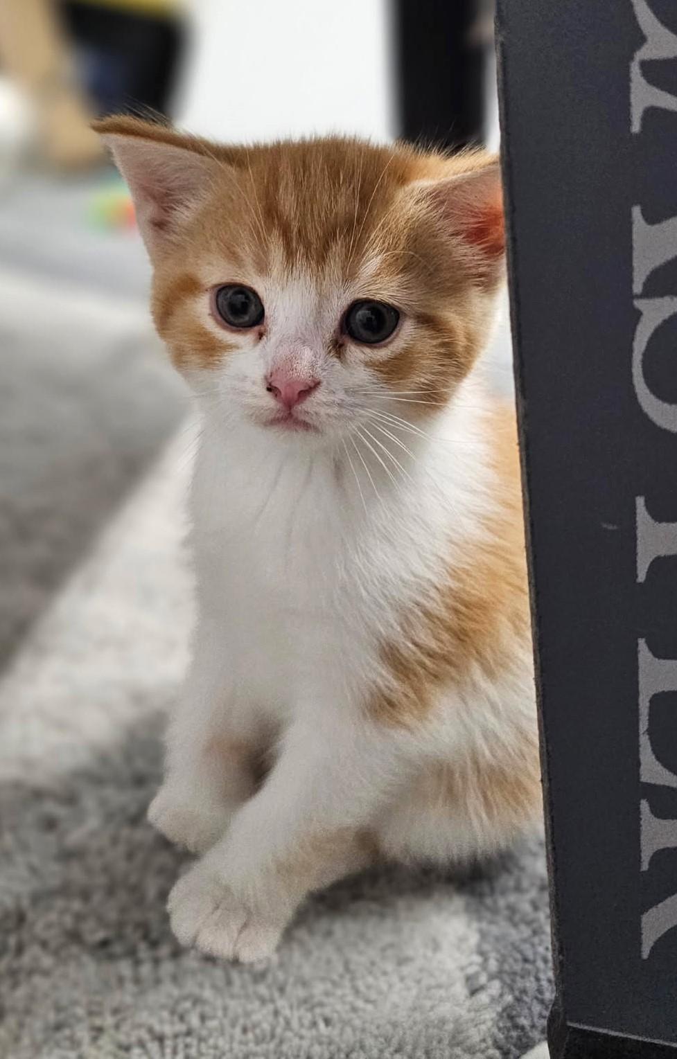 Arwen, Baby Female Domestic Short Hair