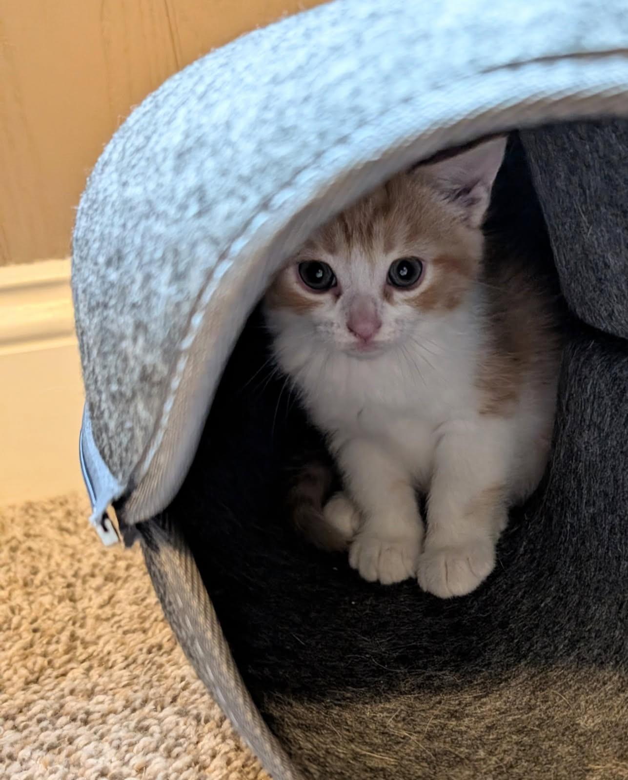 Arwen