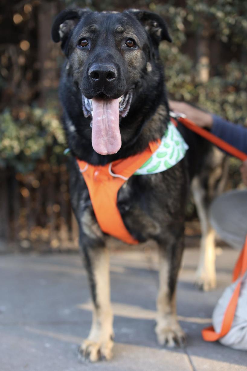 Edward, a Adoptable Belgian Shepherd / Sheepdog in West Hollywood, CA image 2/5