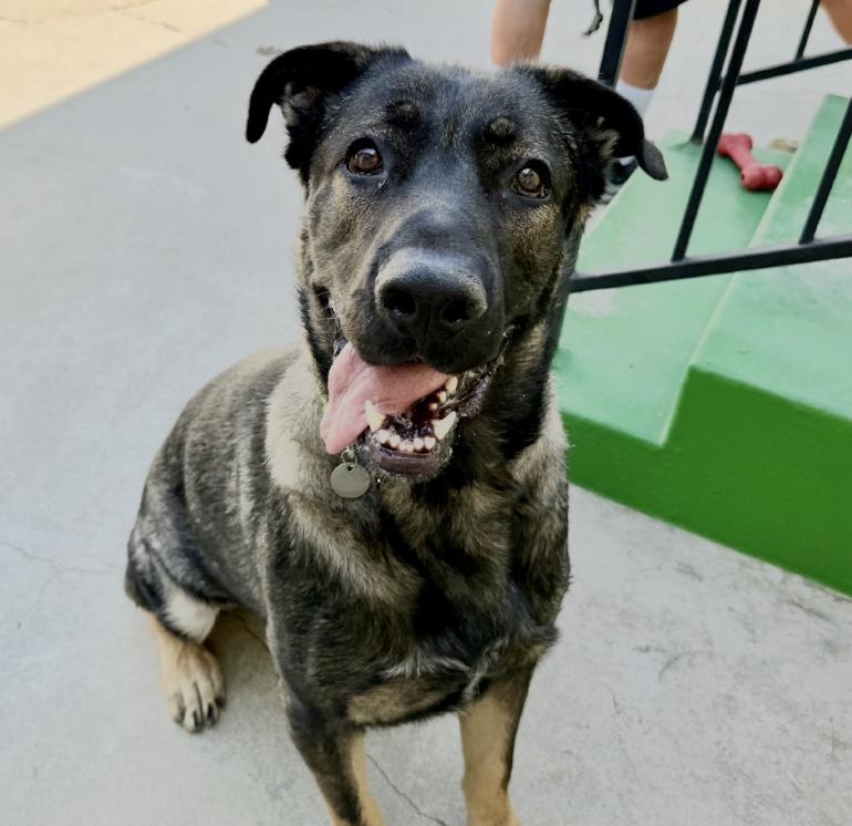 Edward, a Adoptable Belgian Shepherd / Sheepdog in West Hollywood, CA image 3/5