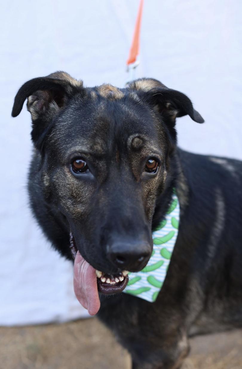 Edward, a Adoptable Belgian Shepherd / Sheepdog in West Hollywood, CA image 5/5