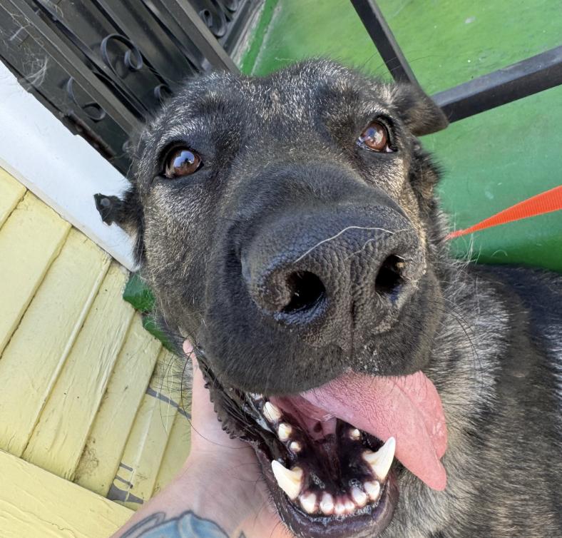 Edward, a Adoptable Belgian Shepherd / Sheepdog in West Hollywood, CA image 1/5
