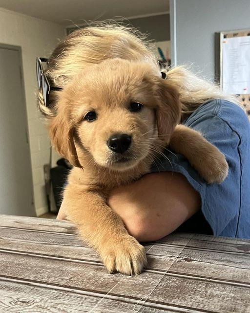 Enlarge Twizzle, a Adopted mixed breed in Nokomis, FL image 1/1