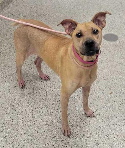 Enlarge Cheyenne, a Adoptable mixed breed in Kansas City, MO image 1/1
