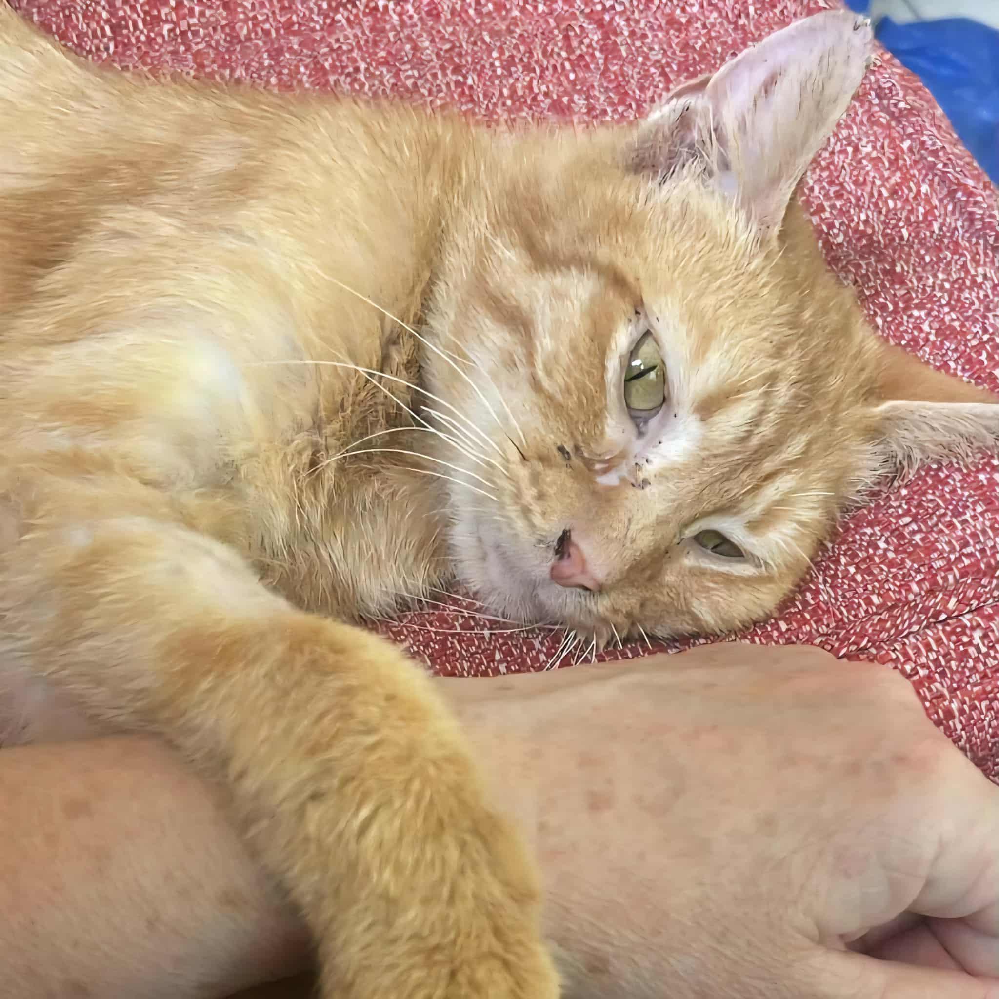 Sam, a Adoptable Domestic Short Hair in Vine Grove, KY image 3/5