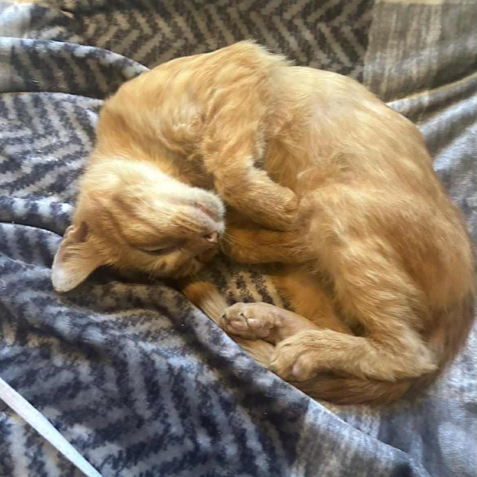 Sam, a Adoptable Domestic Short Hair in Vine Grove, KY image 4/5