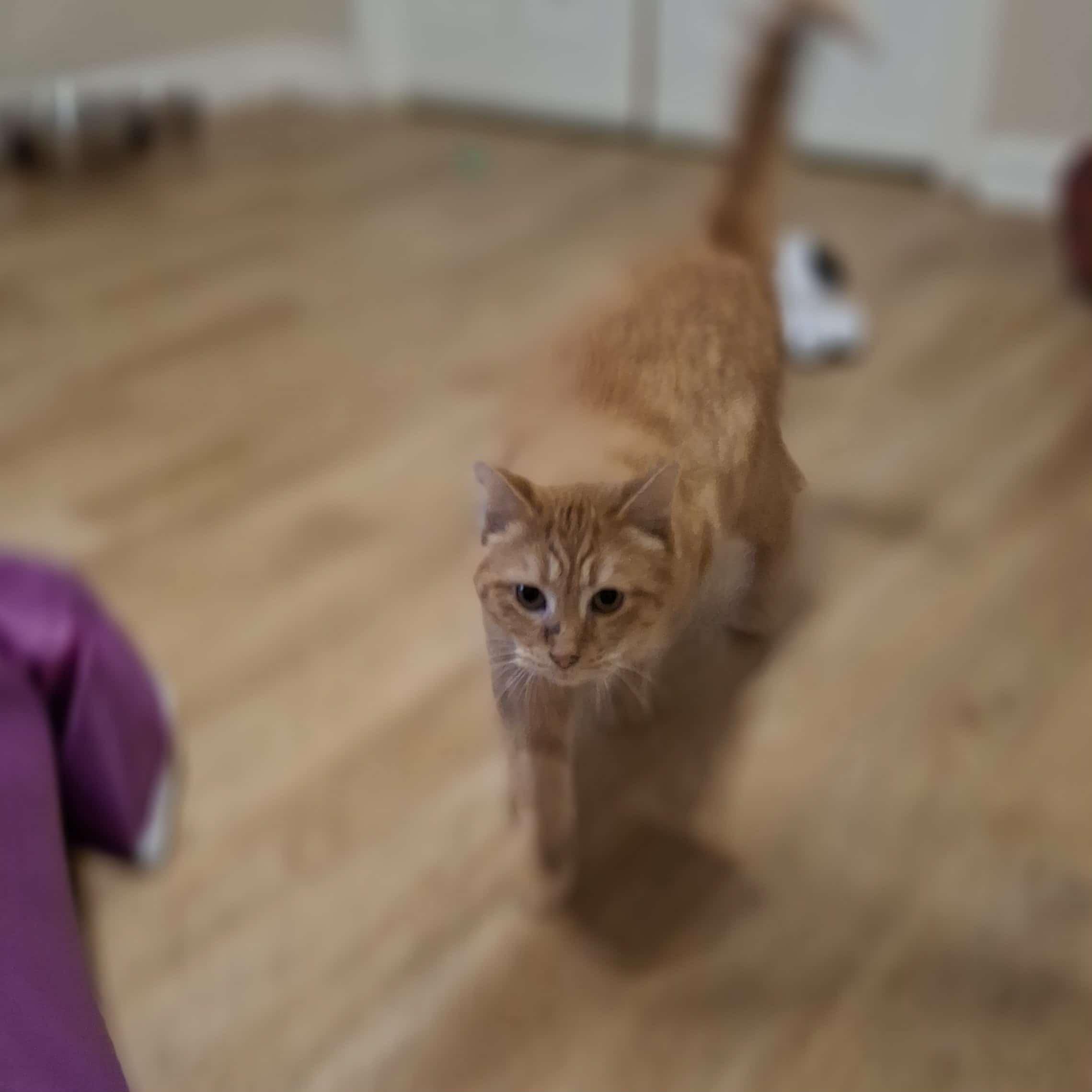 Sam, a Adoptable Domestic Short Hair in Vine Grove, KY image 2/5
