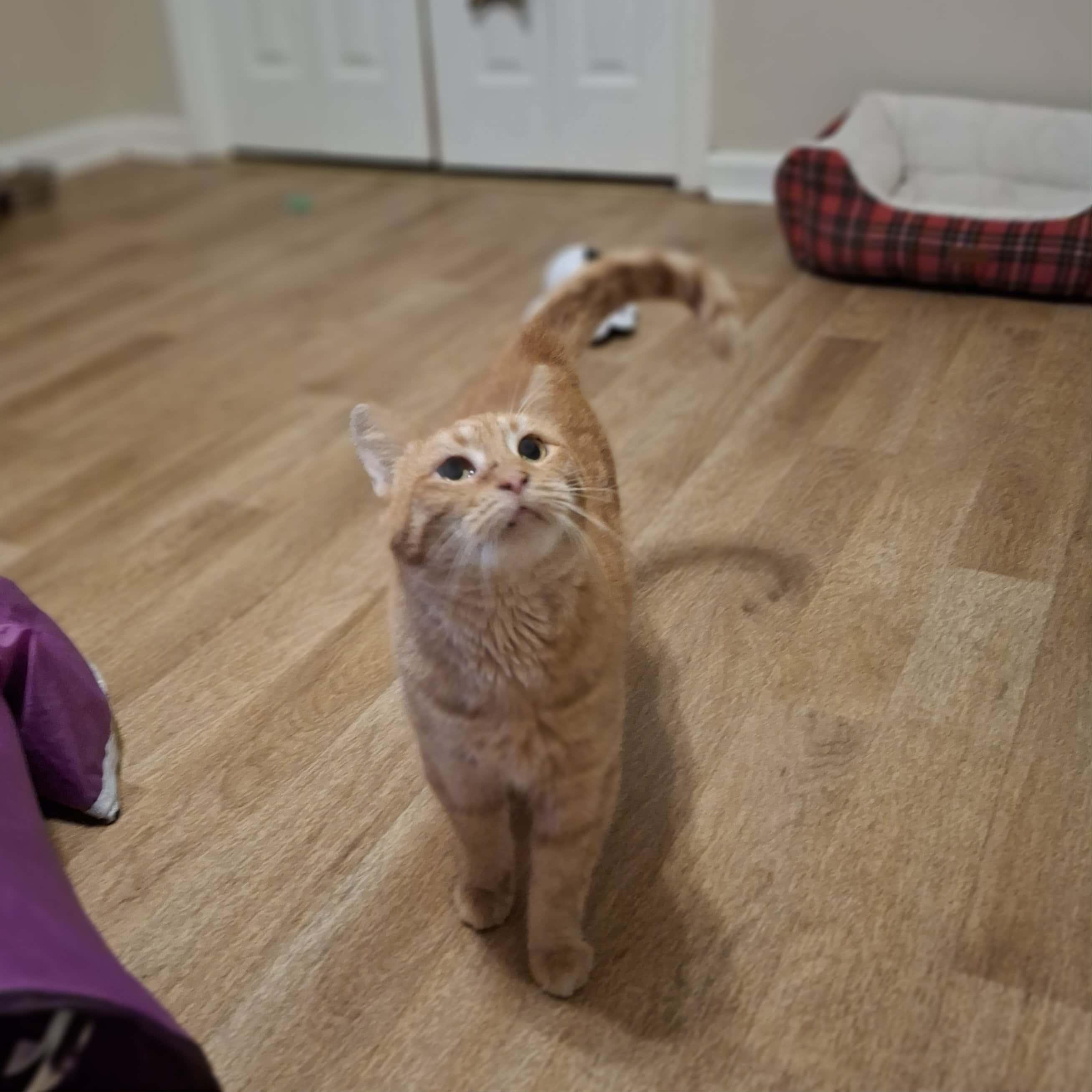 Sam, Adoptable, Adult Male Domestic Short Hair.