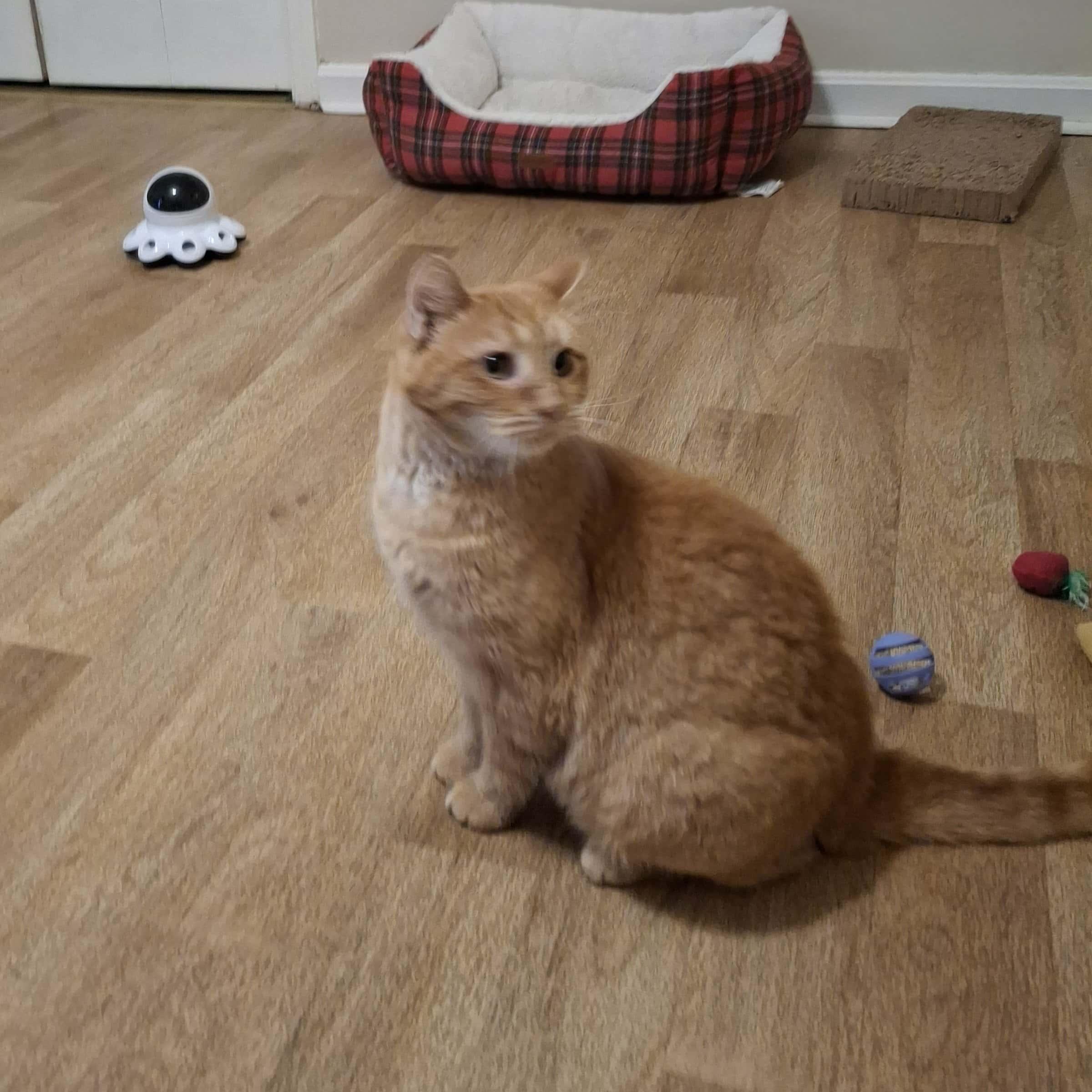 Sam, a Adoptable Domestic Short Hair in Vine Grove, KY image 5/5