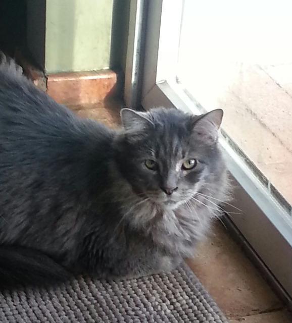 Enlarge Teddy, a Adopted mixed breed in Westbury, NY image 2/4