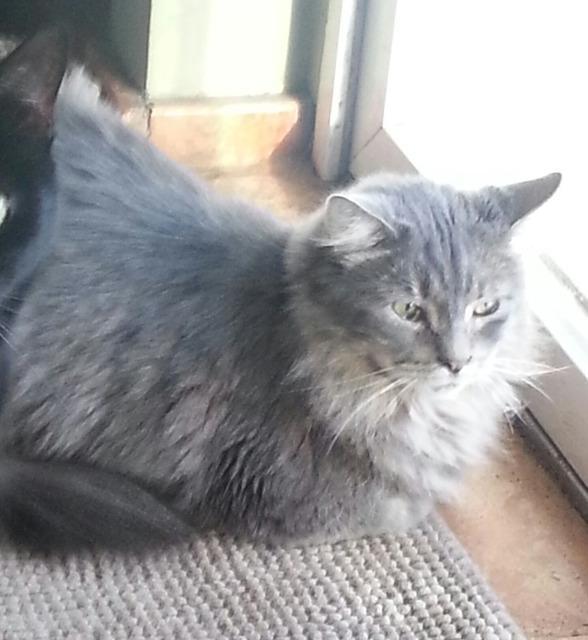 Enlarge Teddy, a Adopted mixed breed in Westbury, NY image 3/4