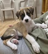 Wilson, ADOPTABLE, Puppy Male Boxer.