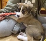 Enlarge Wilson, a ADOPTABLE mixed breed in Woodstock, IL image 3/3