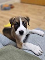 Enlarge Wilson, a ADOPTABLE mixed breed in Woodstock, IL image 2/3