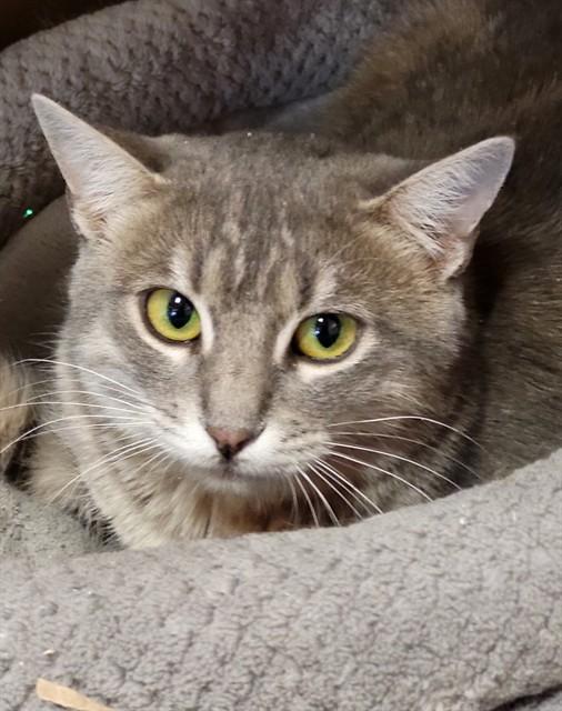 CLEOPATRA, Adoptable, Young Female Domestic Short Hair.