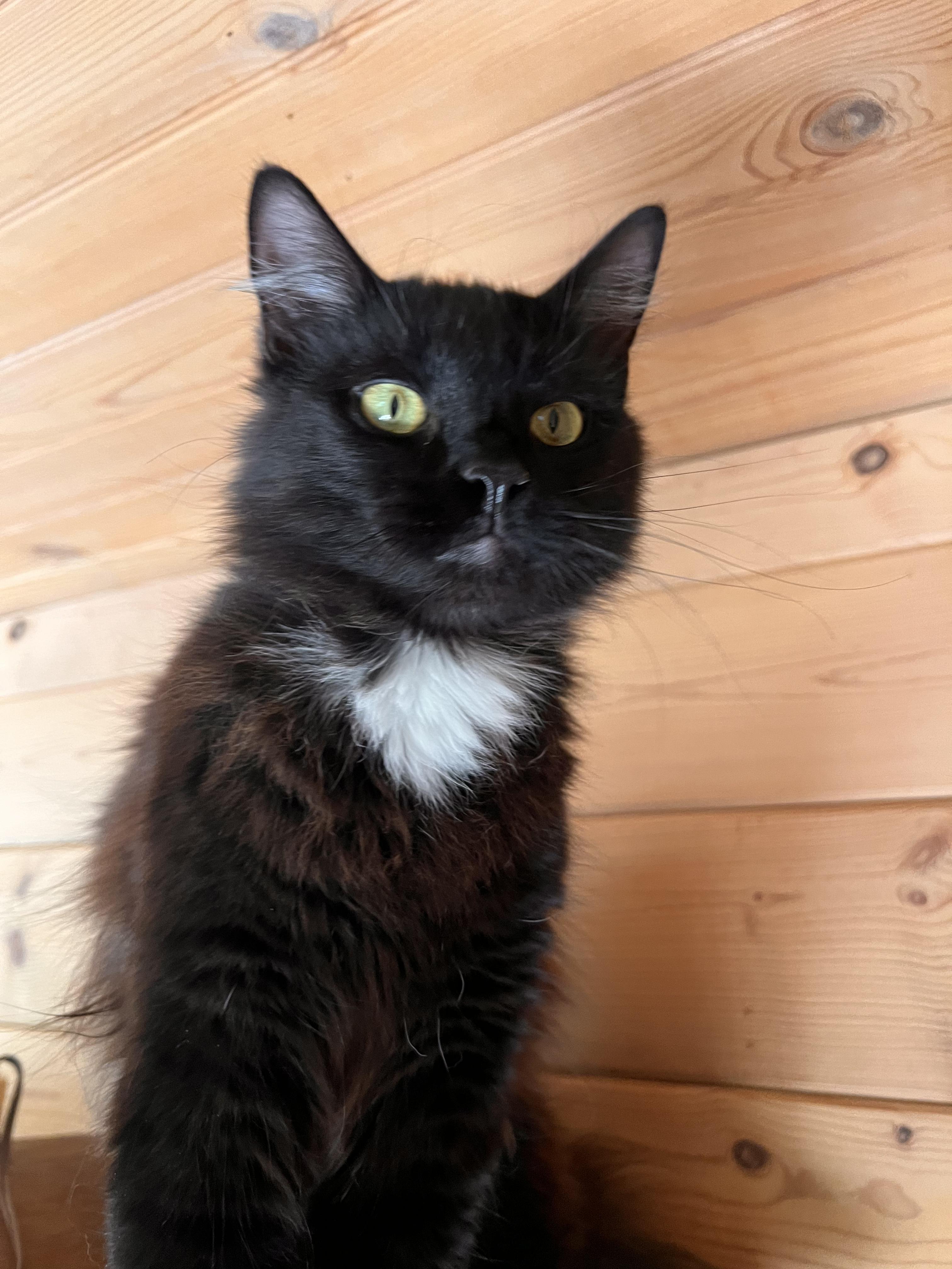Enlarge Tiptoes, a Adoptable Tuxedo in Ripon, CA image 2/3