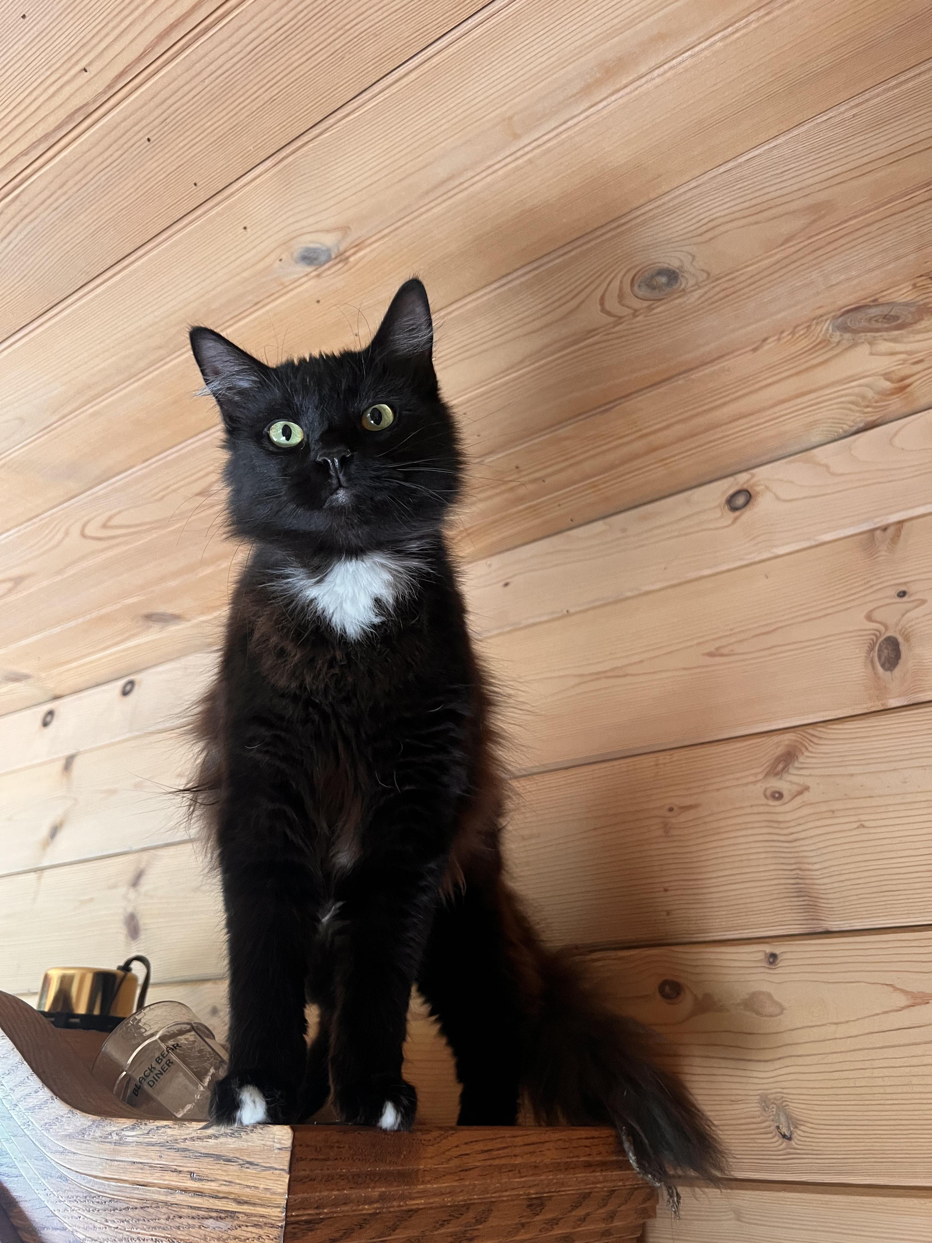 Enlarge Tiptoes, a Adoptable Tuxedo in Ripon, CA image 3/3