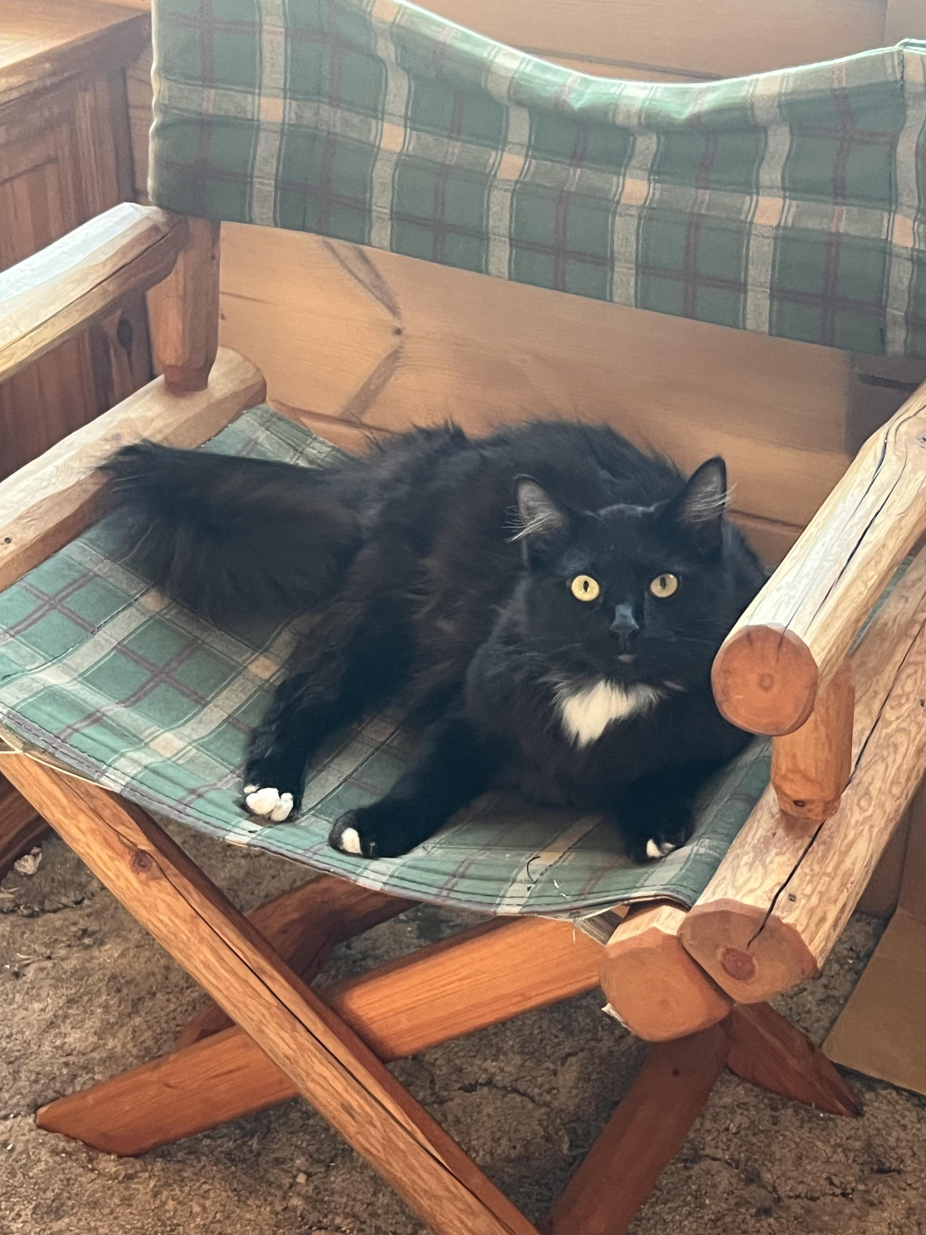 Tiptoes, Adoptable, Young Male Tuxedo.