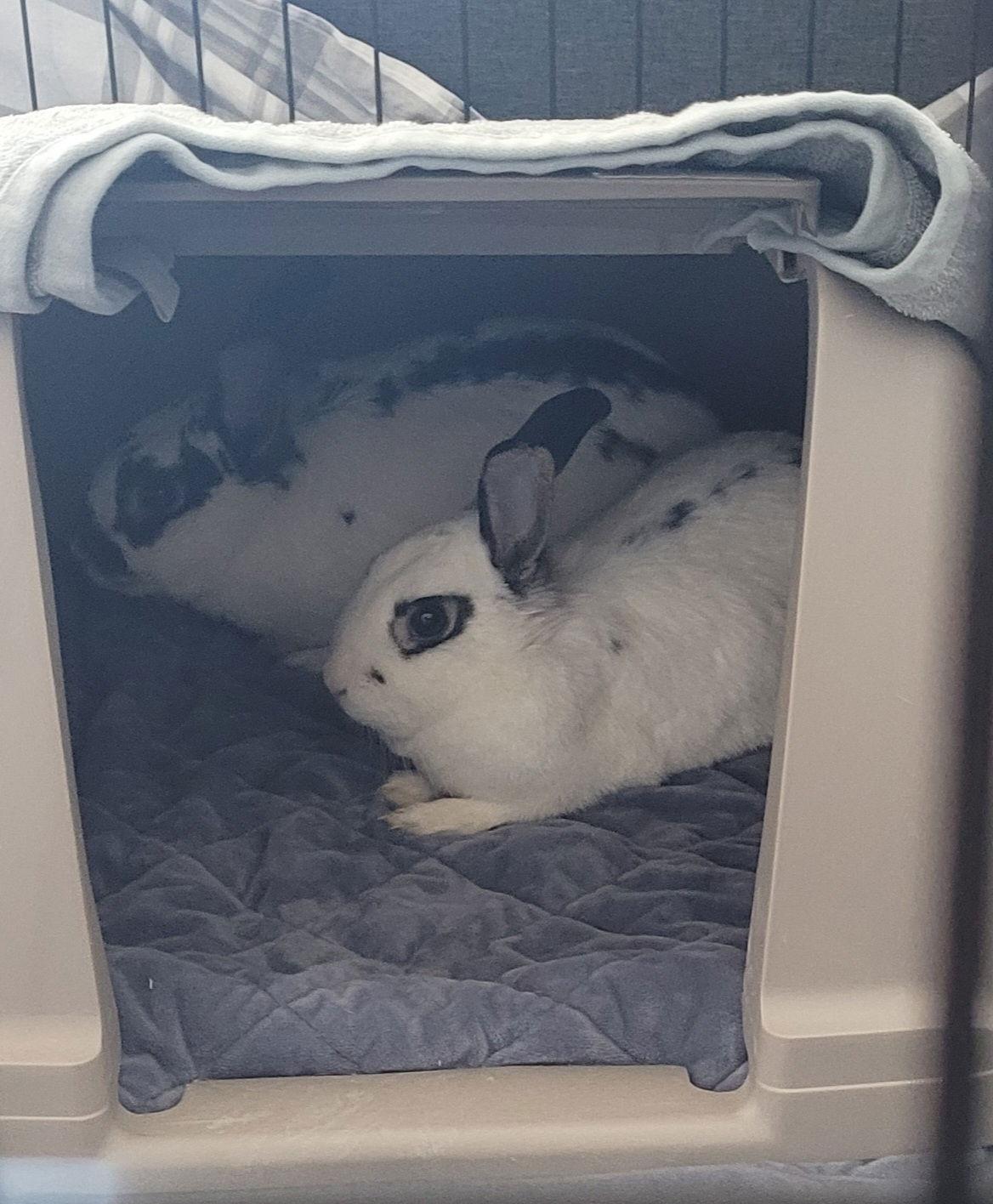 Poppy RABBIT, a Adoptable Rex in Rockaway, NJ image 1/3