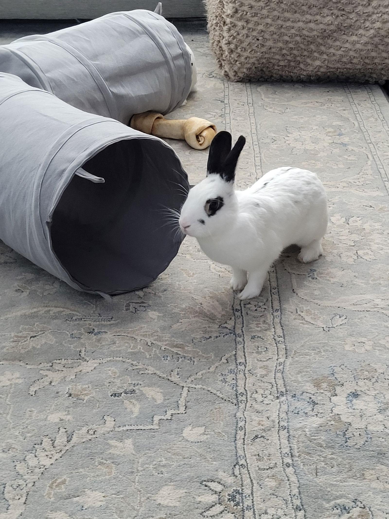 Poppy RABBIT, a Adoptable Rex in Rockaway, NJ image 2/3