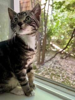 Johnny Dogs, a ADOPTABLE Domestic Short Hair in Portland, OR image 3/5