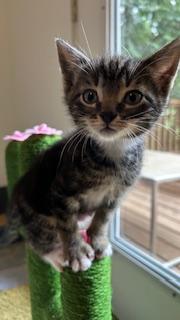Johnny Dogs, a ADOPTABLE Domestic Short Hair in Portland, OR image 1/5
