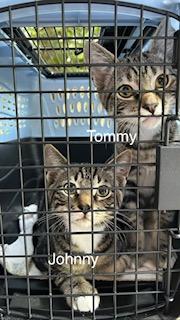 Johnny Dogs, a ADOPTABLE Domestic Short Hair in Portland, OR image 4/5