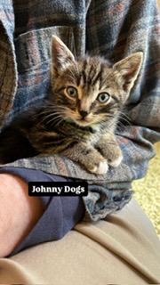 Johnny Dogs, a ADOPTABLE Domestic Short Hair in Portland, OR image 3/5