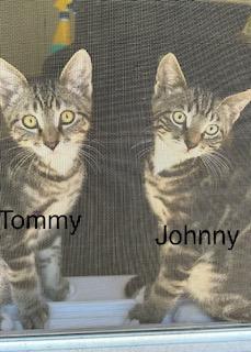 Johnny Dogs, a ADOPTABLE Domestic Short Hair in Portland, OR image 5/5
