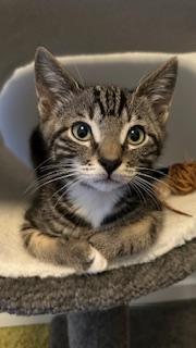 Johnny Dogs, ADOPTABLE, Kitten Male Domestic Short Hair.