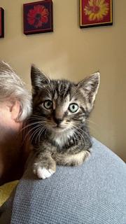 Johnny Dogs, a ADOPTABLE Domestic Short Hair in Portland, OR image 4/5