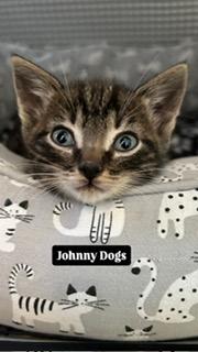 Johnny Dogs, a ADOPTABLE Domestic Short Hair in Portland, OR image 5/5