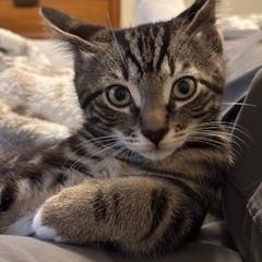 Johnny Dogs, a ADOPTABLE Domestic Short Hair in Portland, OR image 2/5