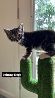 Johnny Dogs, a ADOPTABLE Domestic Short Hair in Portland, OR image 2/5