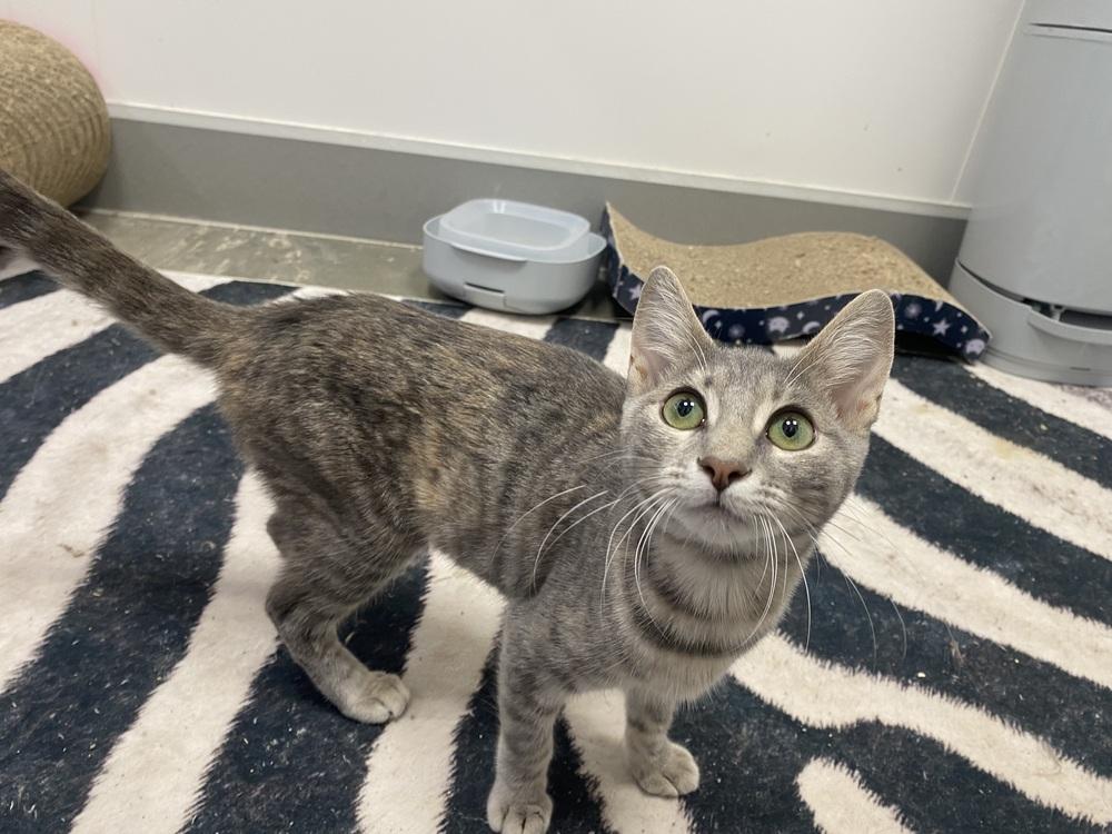 Enlarge Maude, a Adoptable Domestic Short Hair in Clarksville, TN image 1/6