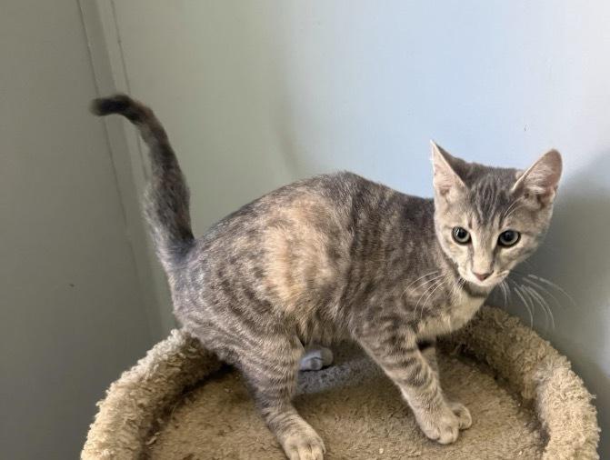 Maude, Adoptable, Kitten Female Domestic Short Hair.