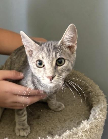 Maude, a Adoptable Domestic Short Hair in Clarksville, TN image 2/3