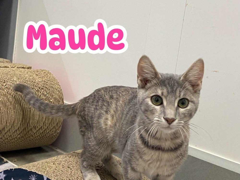 Enlarge Maude, a Adoptable Domestic Short Hair in Clarksville, TN image 4/6