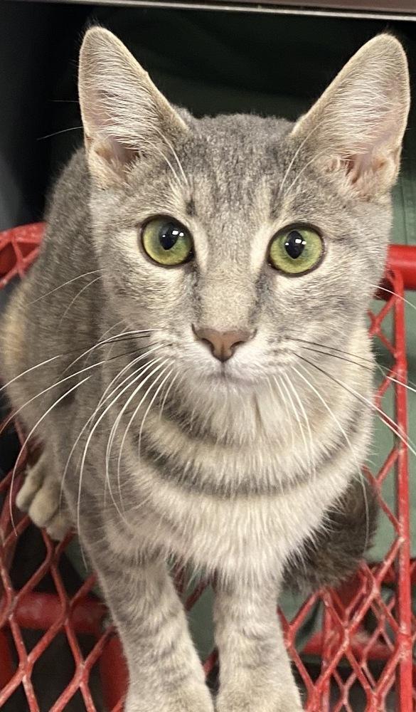 Enlarge Maude, a Adoptable Domestic Short Hair in Clarksville, TN image 5/6