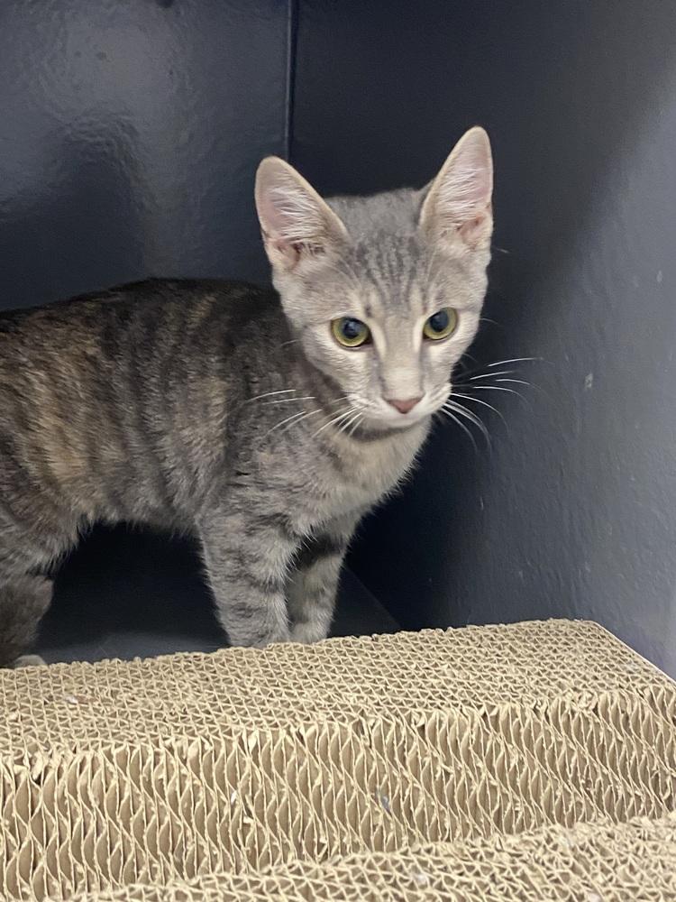 Maude, a Adoptable Domestic Short Hair in Clarksville, TN image 3/3
