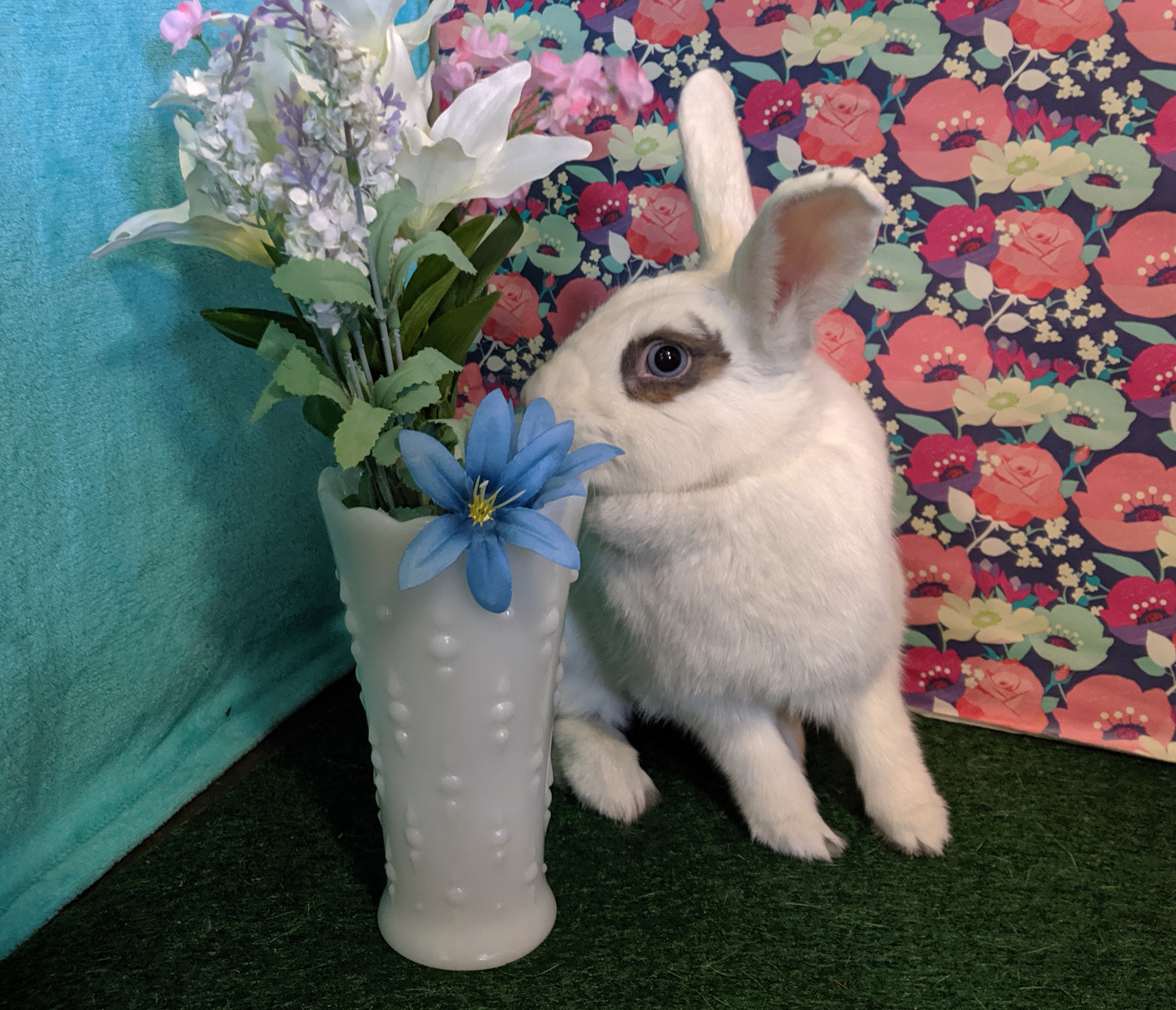 Enlarge Snuggles , a Adoptable Bunny Rabbit in Erie, PA image 1/8