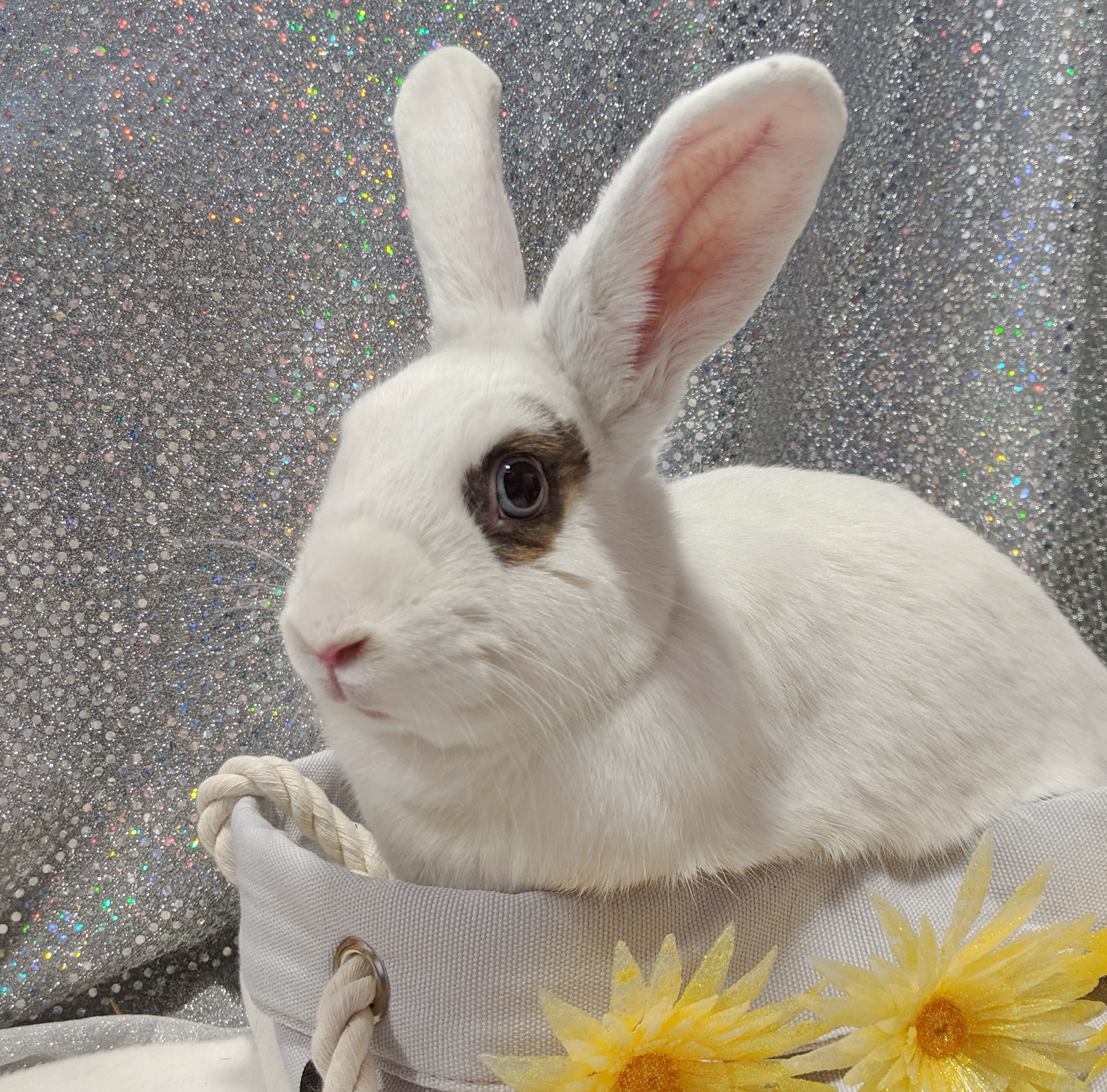 Enlarge Snuggles , a Adoptable Bunny Rabbit in Erie, PA image 2/8