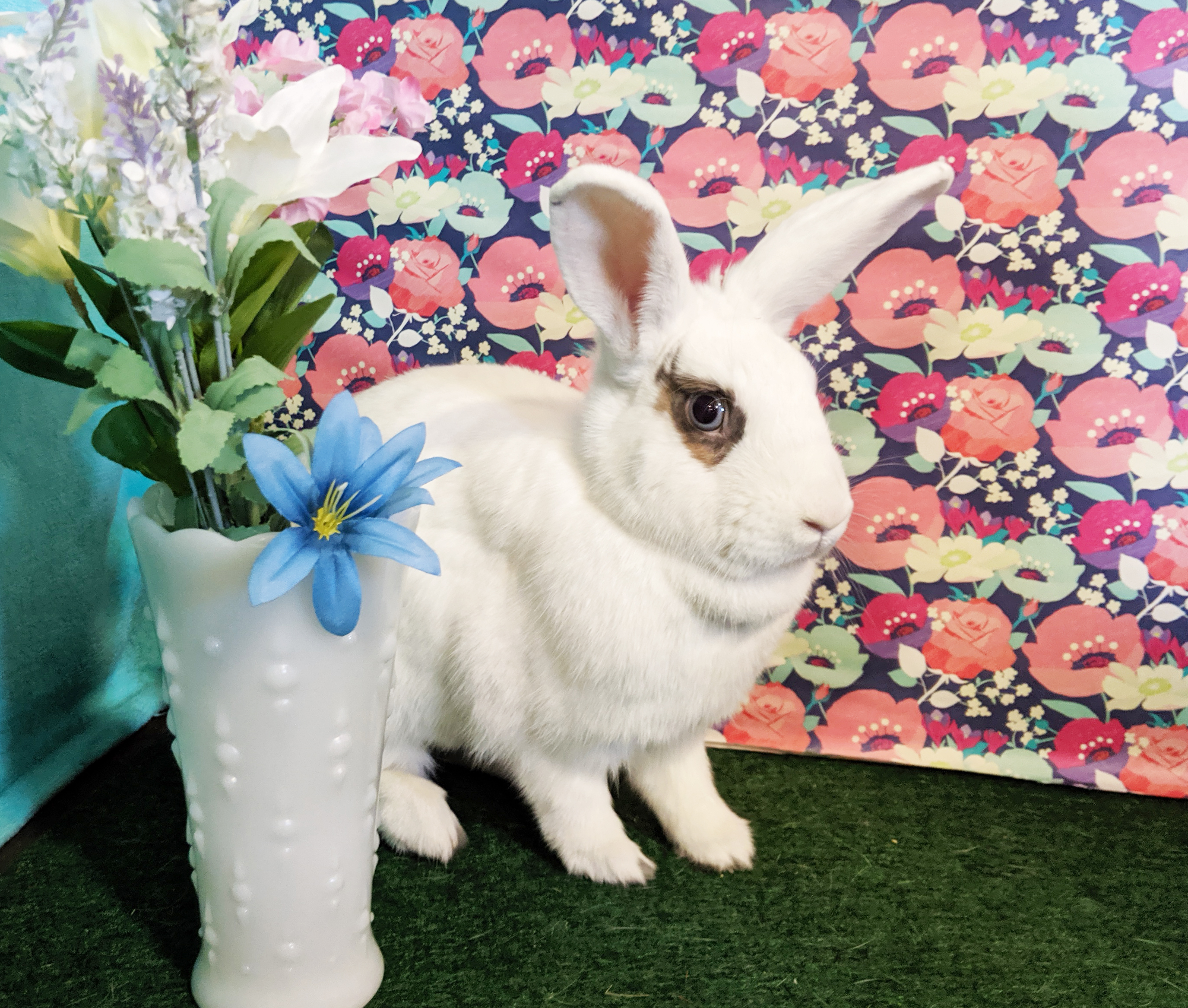 Enlarge Snuggles , a Adoptable Bunny Rabbit in Erie, PA image 3/8