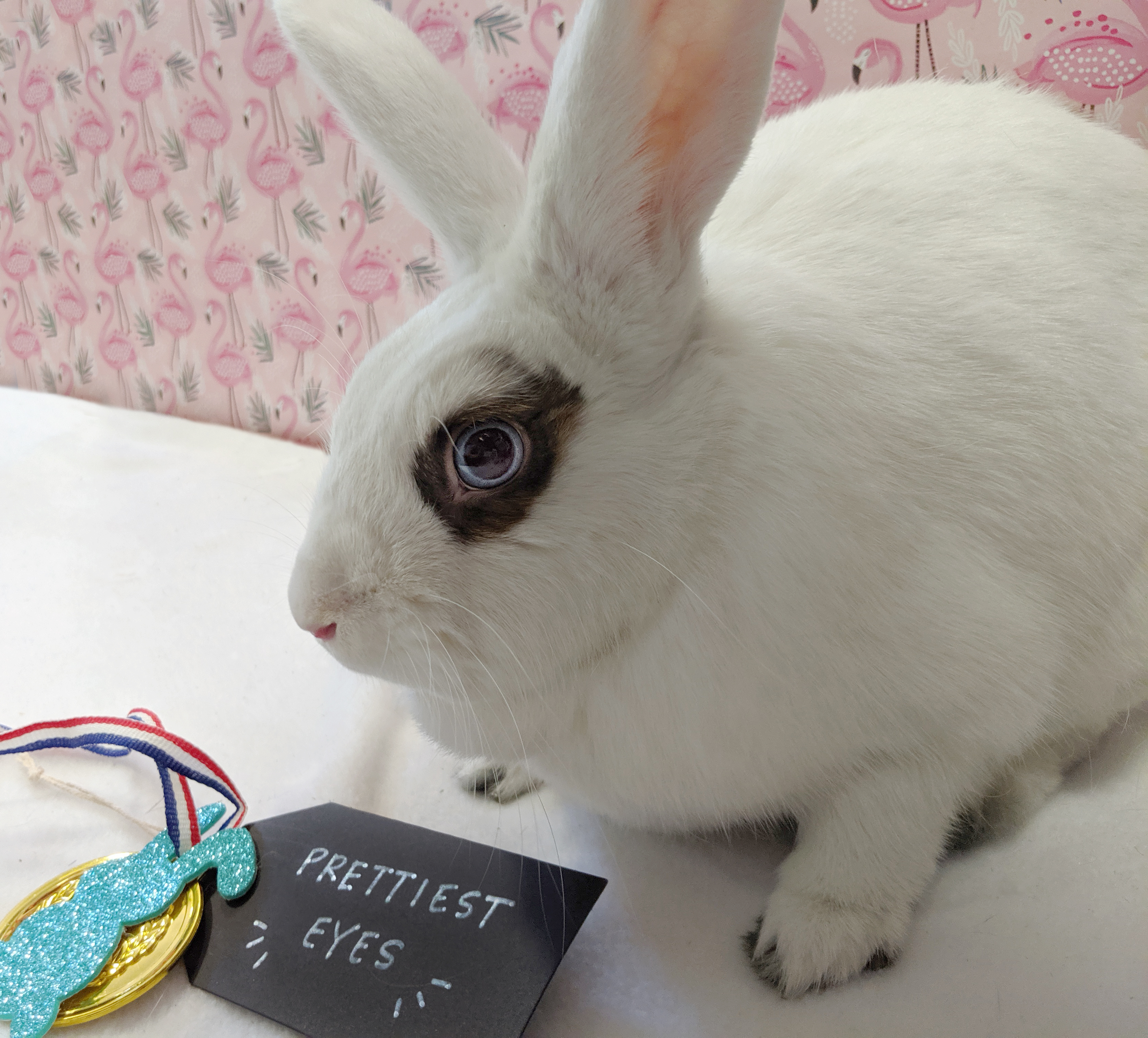 Enlarge Snuggles , a Adoptable Bunny Rabbit in Erie, PA image 4/8