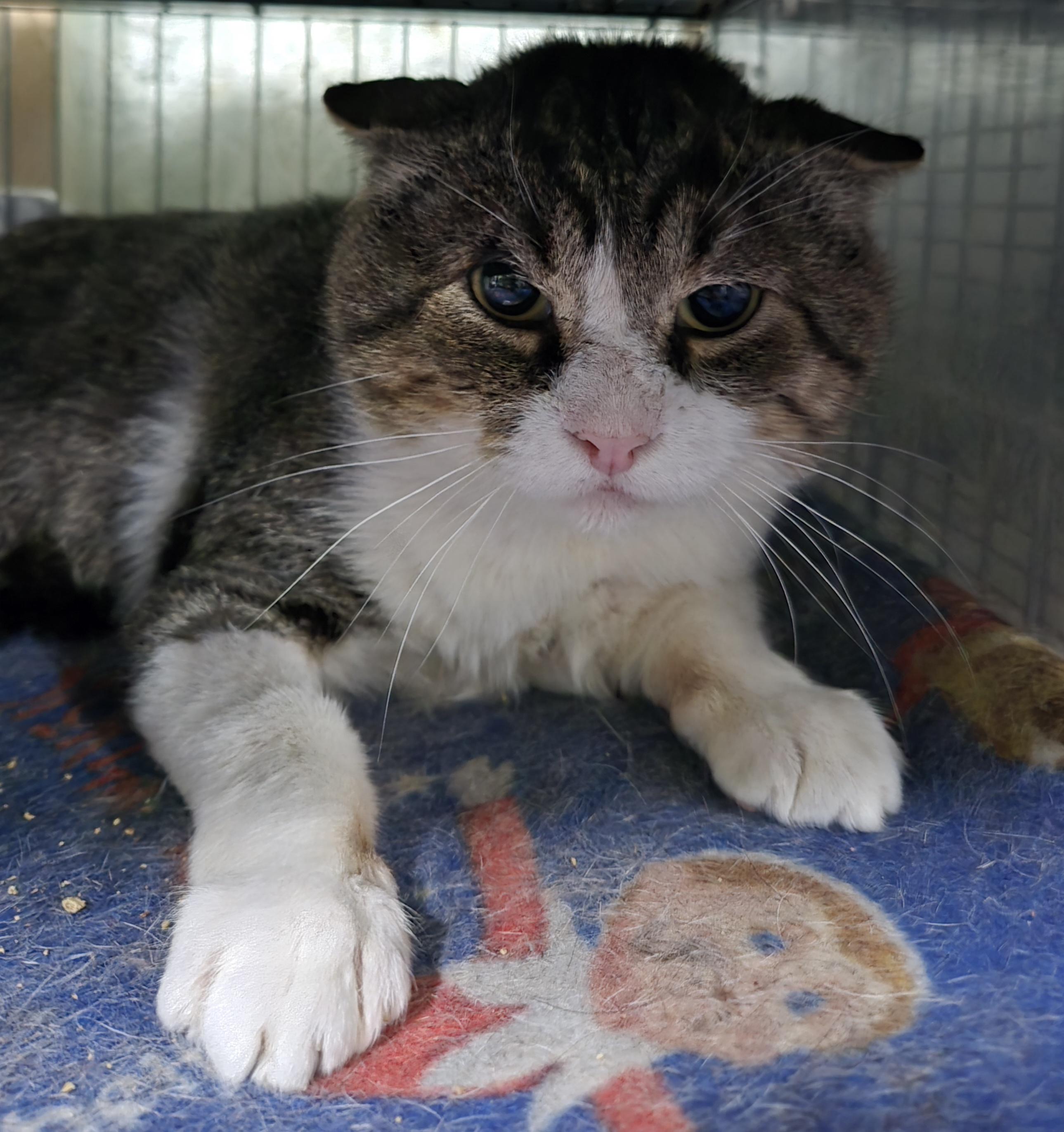 Enlarge ATTICUS, a Adoptable Domestic Short Hair in Tillsonburg, ON image 2/4