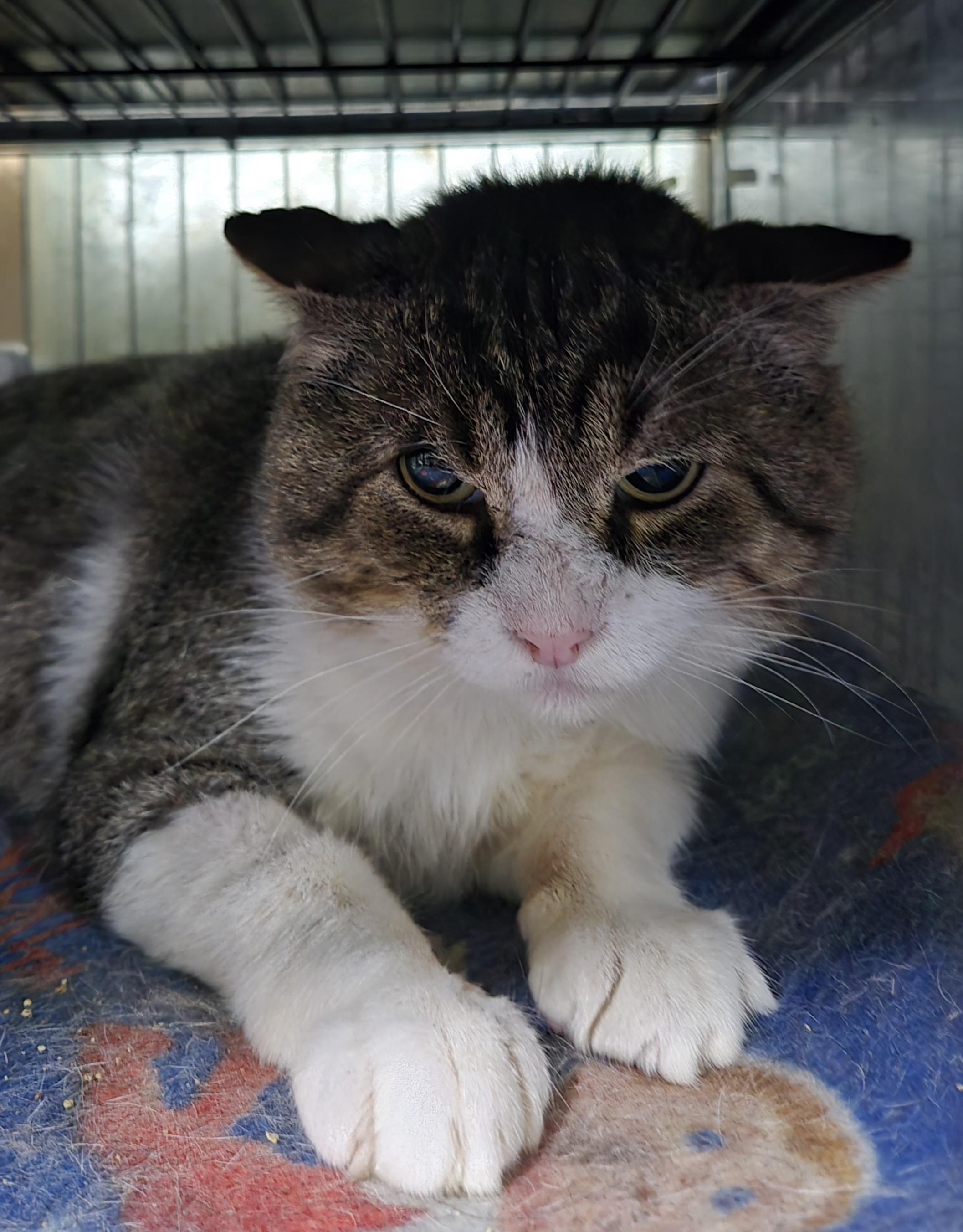 Enlarge ATTICUS, a Adoptable Domestic Short Hair in Tillsonburg, ON image 4/4