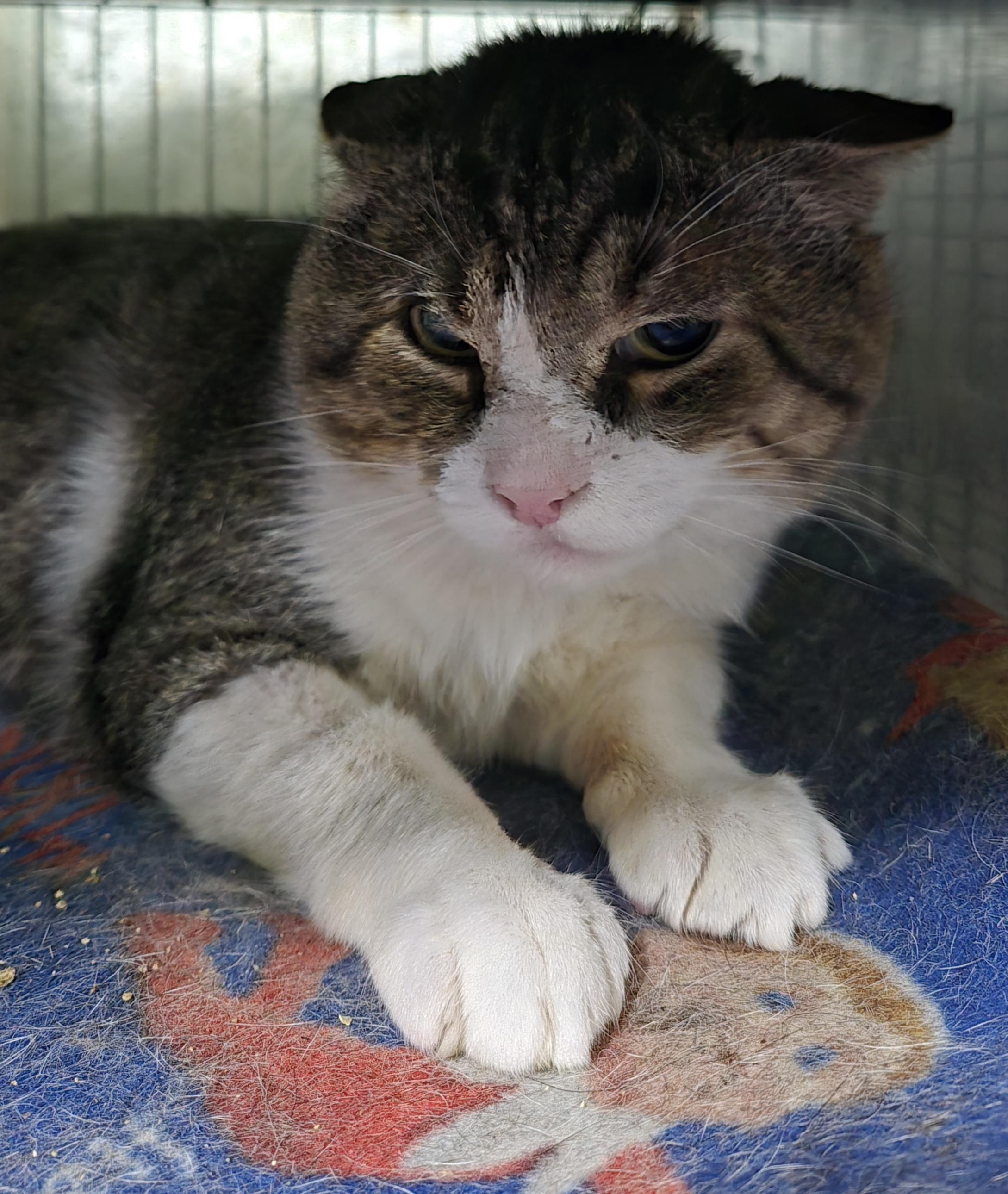 Enlarge ATTICUS, a Adoptable Domestic Short Hair in Tillsonburg, ON image 3/4