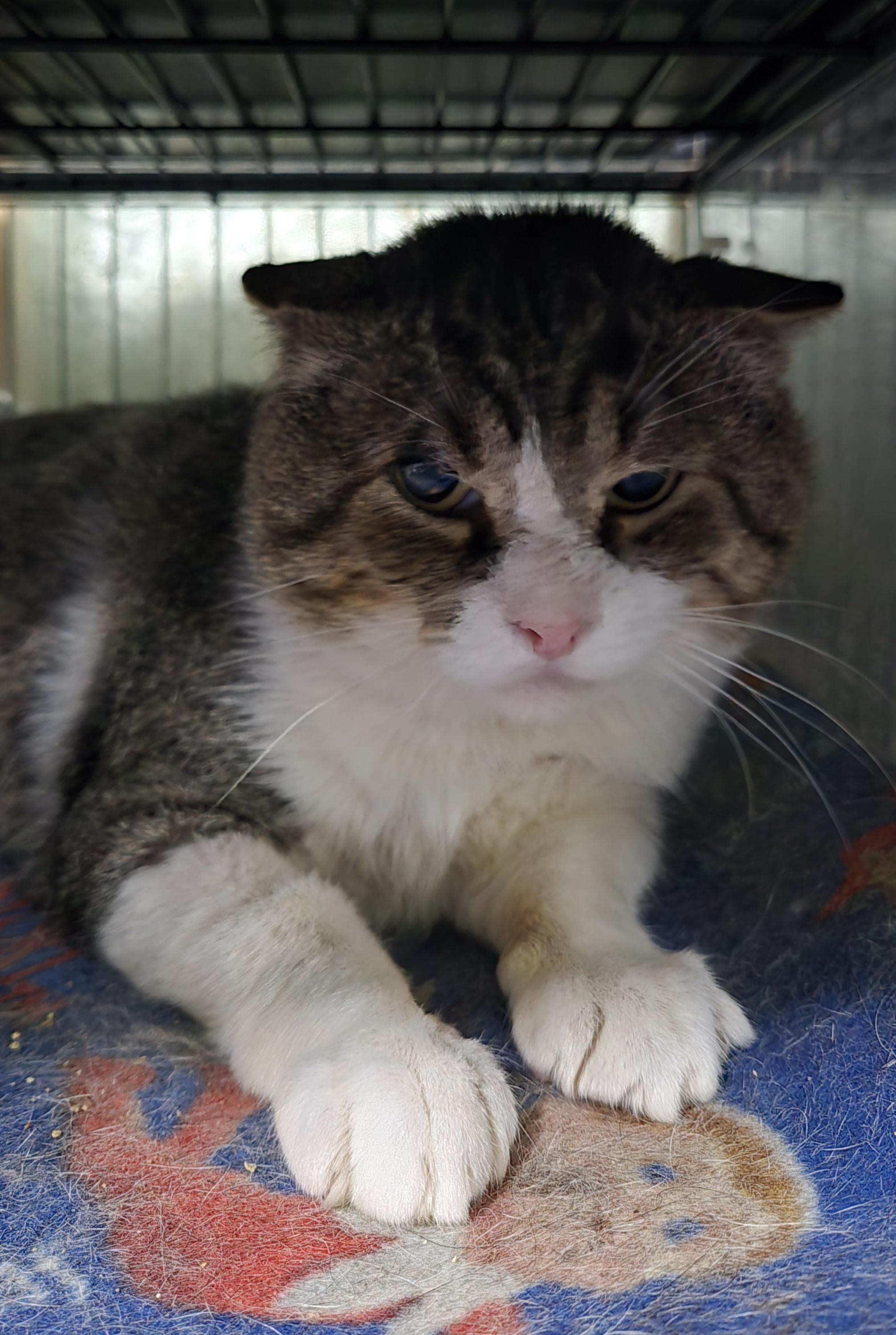 Enlarge ATTICUS, a Adoptable Domestic Short Hair in Tillsonburg, ON image 1/4