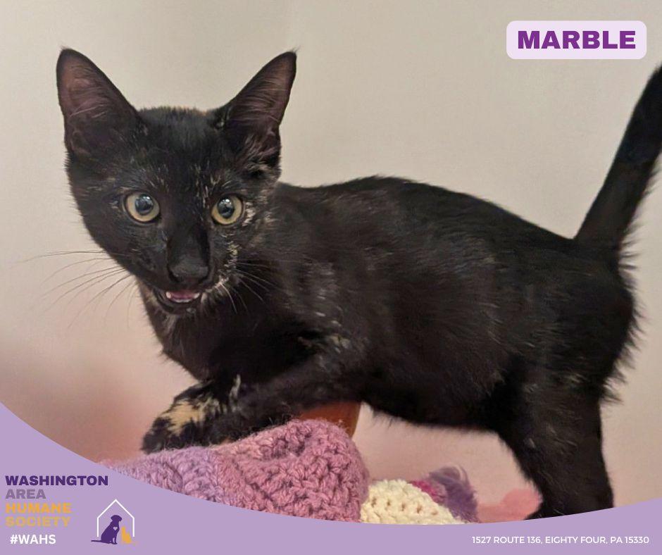 Marble, adopted, Kitten Female Domestic Short Hair.